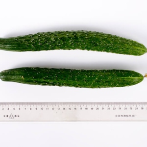 Cucumber | Omnivore's Cookbook