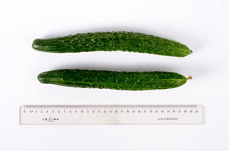 Cucumber | Omnivore's Cookbook