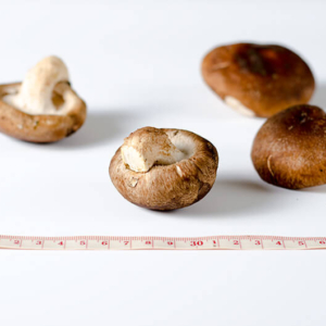 Shiitake mushroom | Omnivore's Cookbook