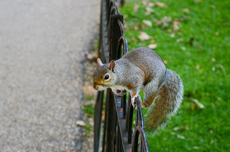 London squirrel | Omnivore's Cookbook