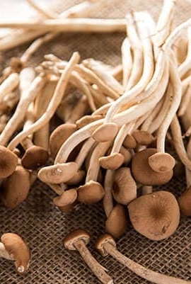 Tea Tree Mushrooms | omnivorescookbook.com