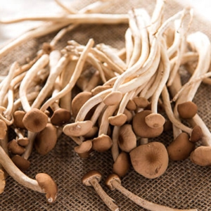 Tea Tree Mushrooms | omnivorescookbook.com